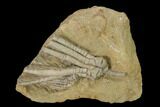 Two Fossil Crinoids (Scytalocrinus) - Indiana #149009-1